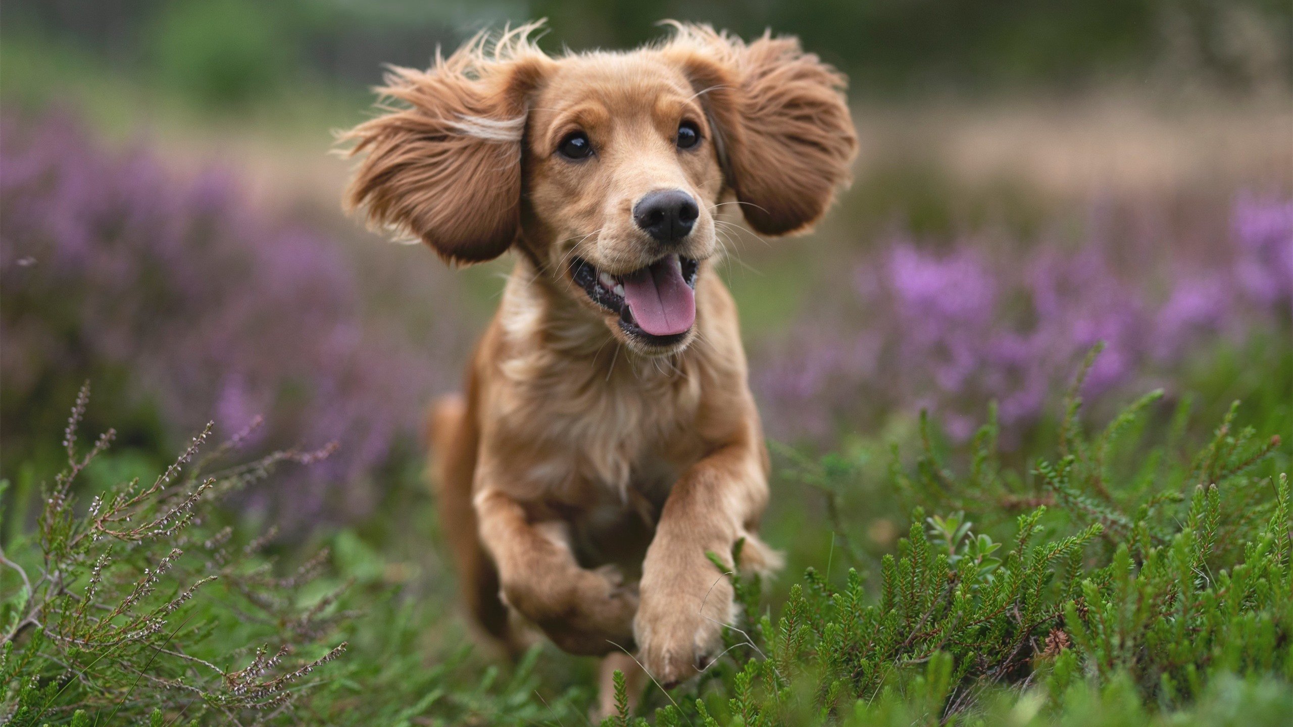 当东方巨龙碾压西方爵士，布伦森独舞难救主，跨界巅峰战改写认知