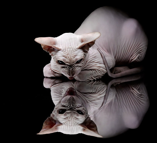 意志的交响，从芝加哥熔炉到杭州热浪