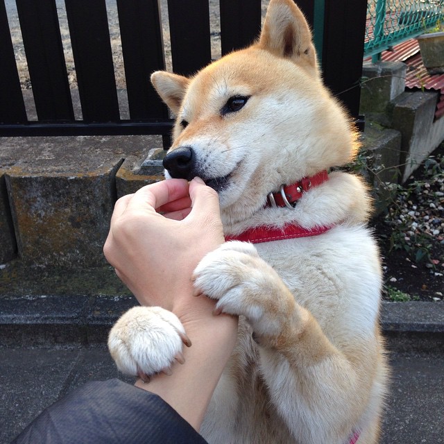 绿茵传奇夜，公牛角顶强敌，布克三分如雨刷新历史
