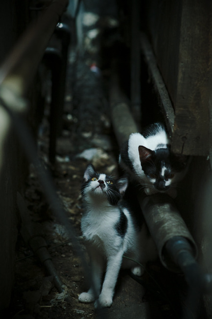 赛道上的意志宣言，当汉密尔顿的绝境反击为梅赛德斯注入复活密码