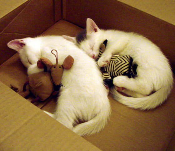 东京巨变，当足球幽灵笼罩奥运赛场—德里赫特与日本队的48小时奇迹