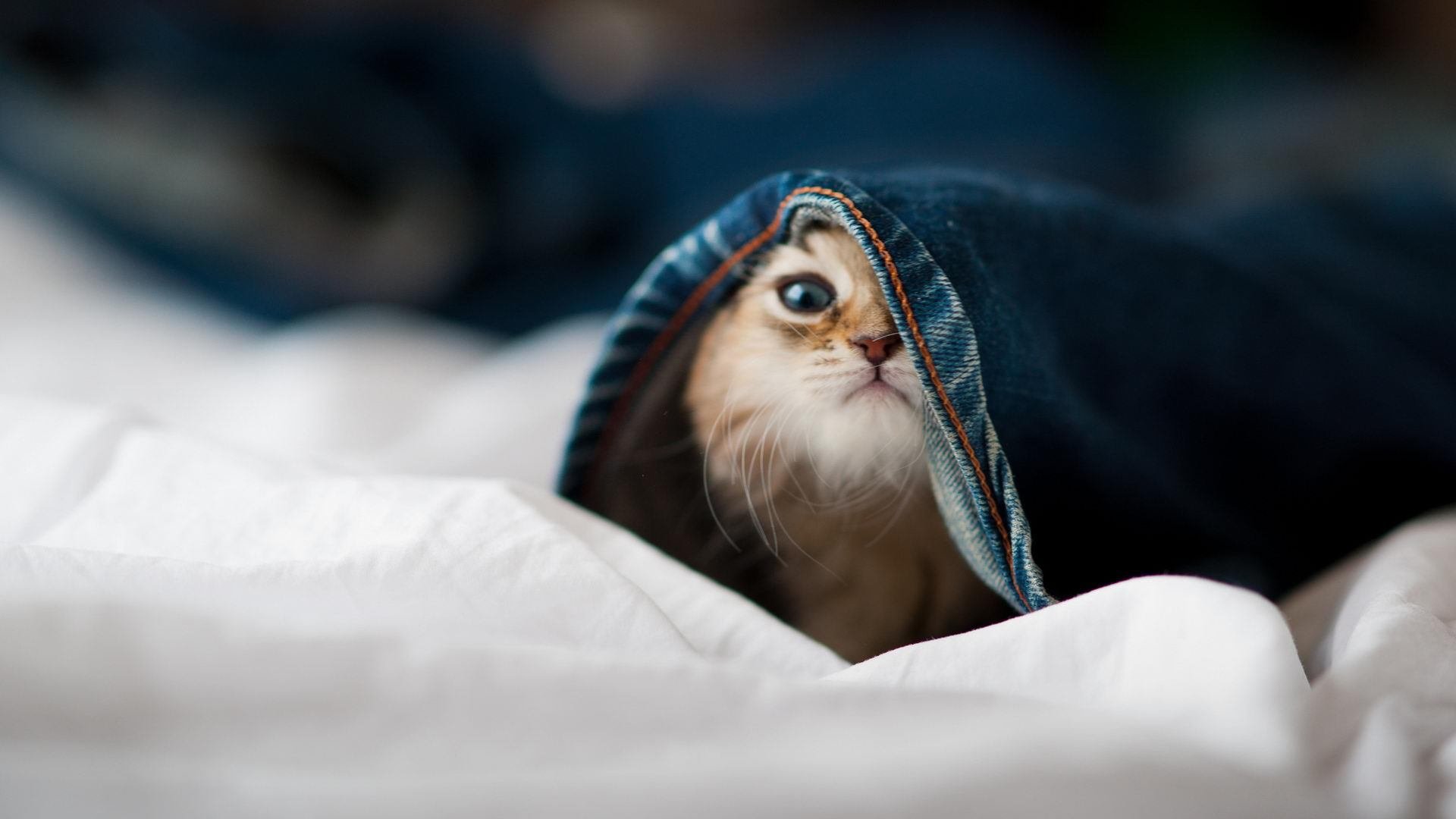 考古2231年NBA档案馆,尘封的步行者冲垮活塞之战,克莱如何成为隐藏章节的关键先生