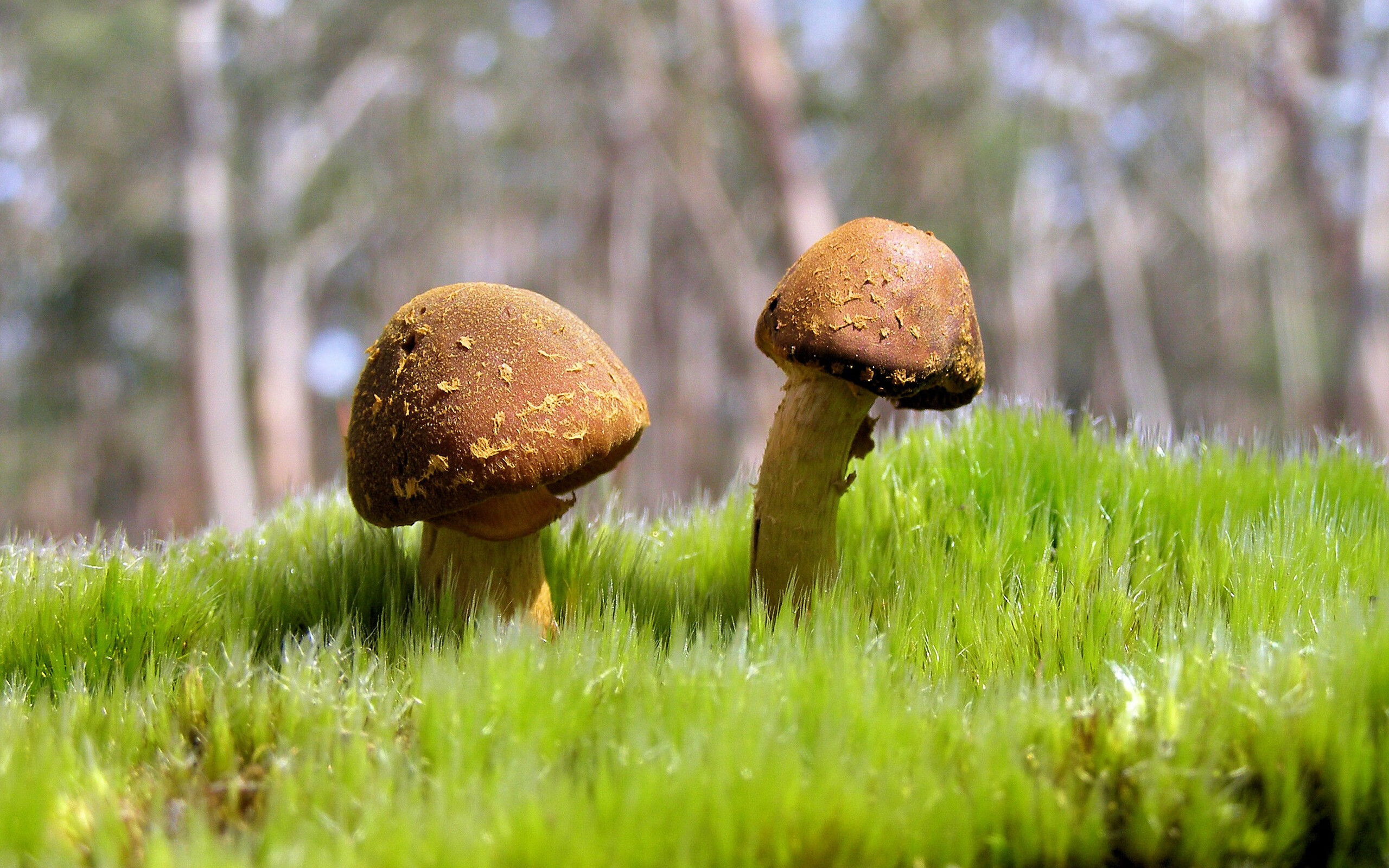 孤星刺破长夜，莫兰特抢七封神之战