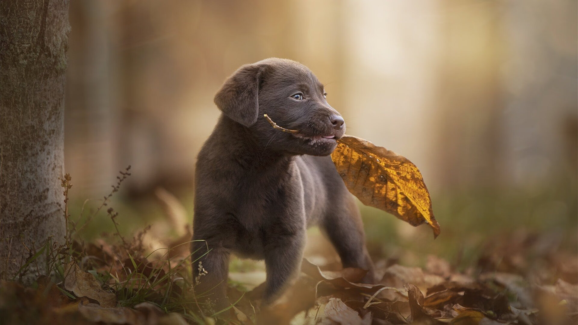 孤星刺破长夜，莫兰特抢七封神之战