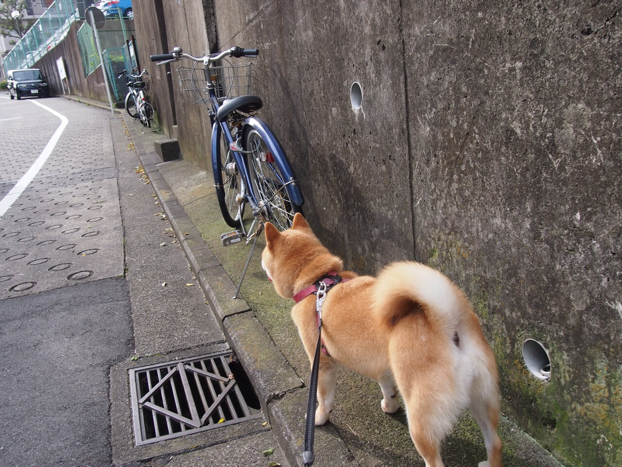超越宿命的唯一，锡安·威廉姆森的总决赛意志之夜
