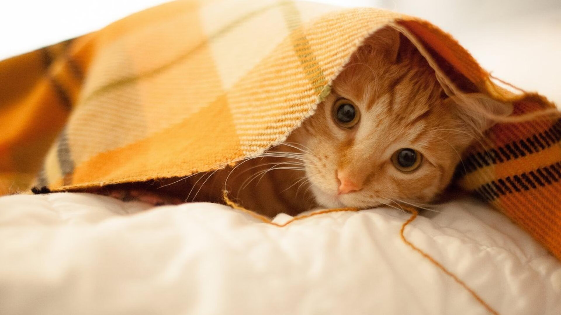 关东铁骑与西部爵士,一场决定世界排名的冰火生死战