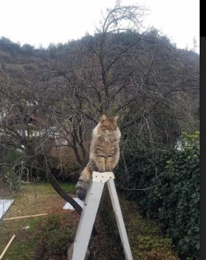 黄喜灿决胜局一剑封喉！委内瑞拉爆冷带走AC米兰