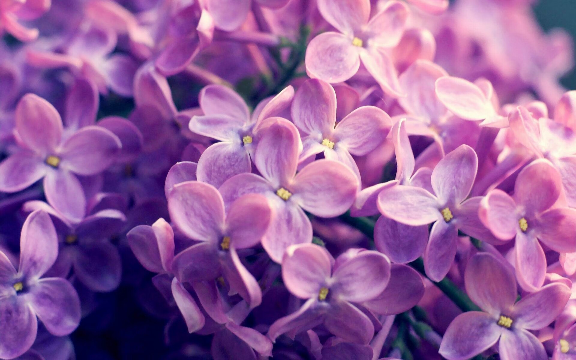 无人之境!贝恩轰破森林狼防线,灰熊客场告捷