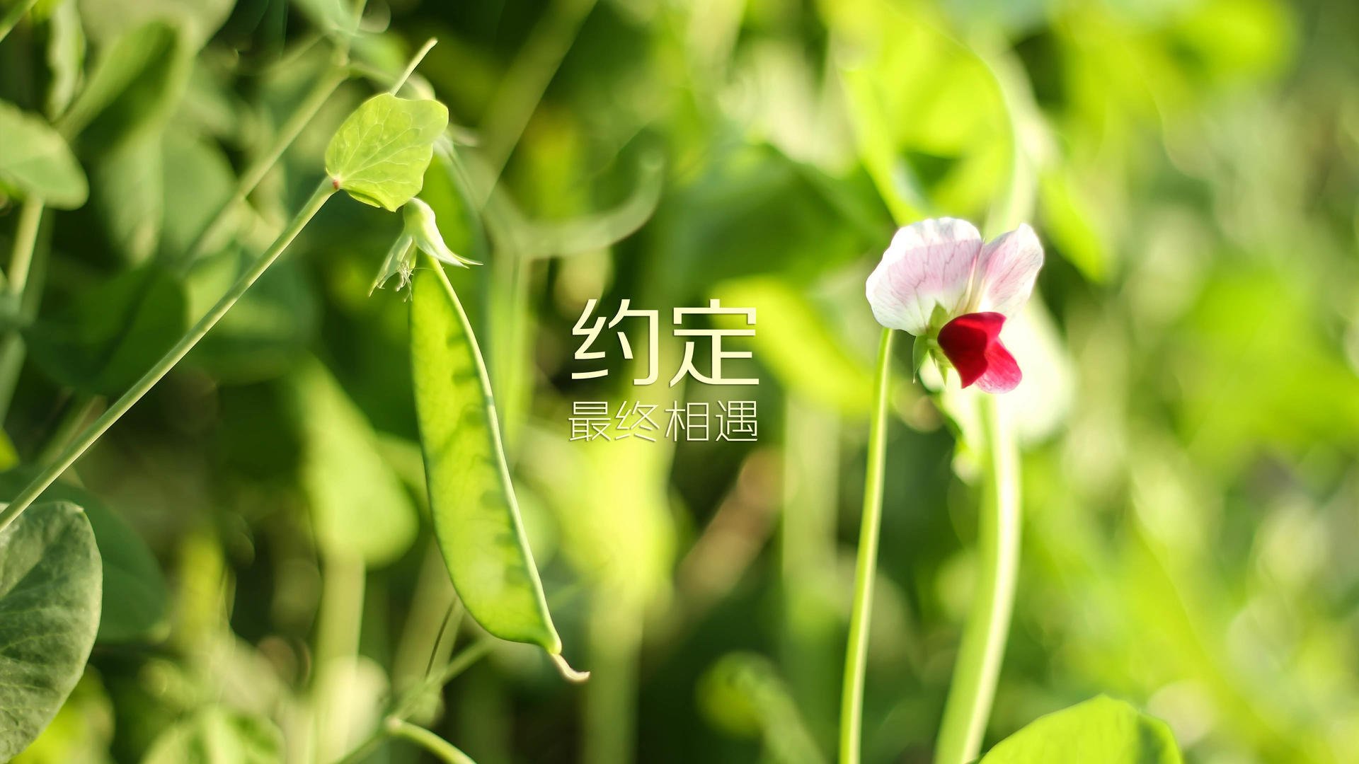 东方太极迎战北美雄鹰，2026世界杯半决赛，泰国憾负墨西哥，孙兴慜独木难支